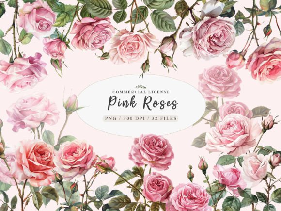 Download Watercolor Pink Rose Clipart, Blush Rose - Premium Resources